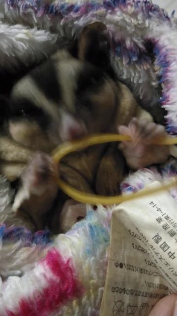Haiii... Nama saya siput... Hari ini saya bermain dengan getah gelang... смотреть онлайн