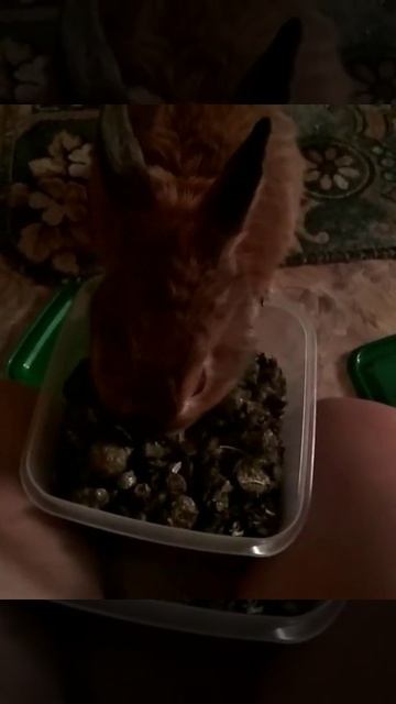 Ночной дожор Ирискина смотреть онлайн