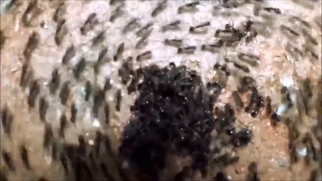 Rammstein Ants Circle Pit смотреть онлайн
