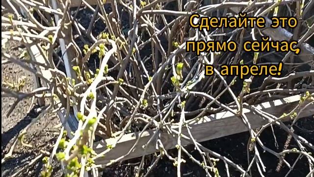 Новый лайфхак!Сделайте это в апреле. смотреть онлайн