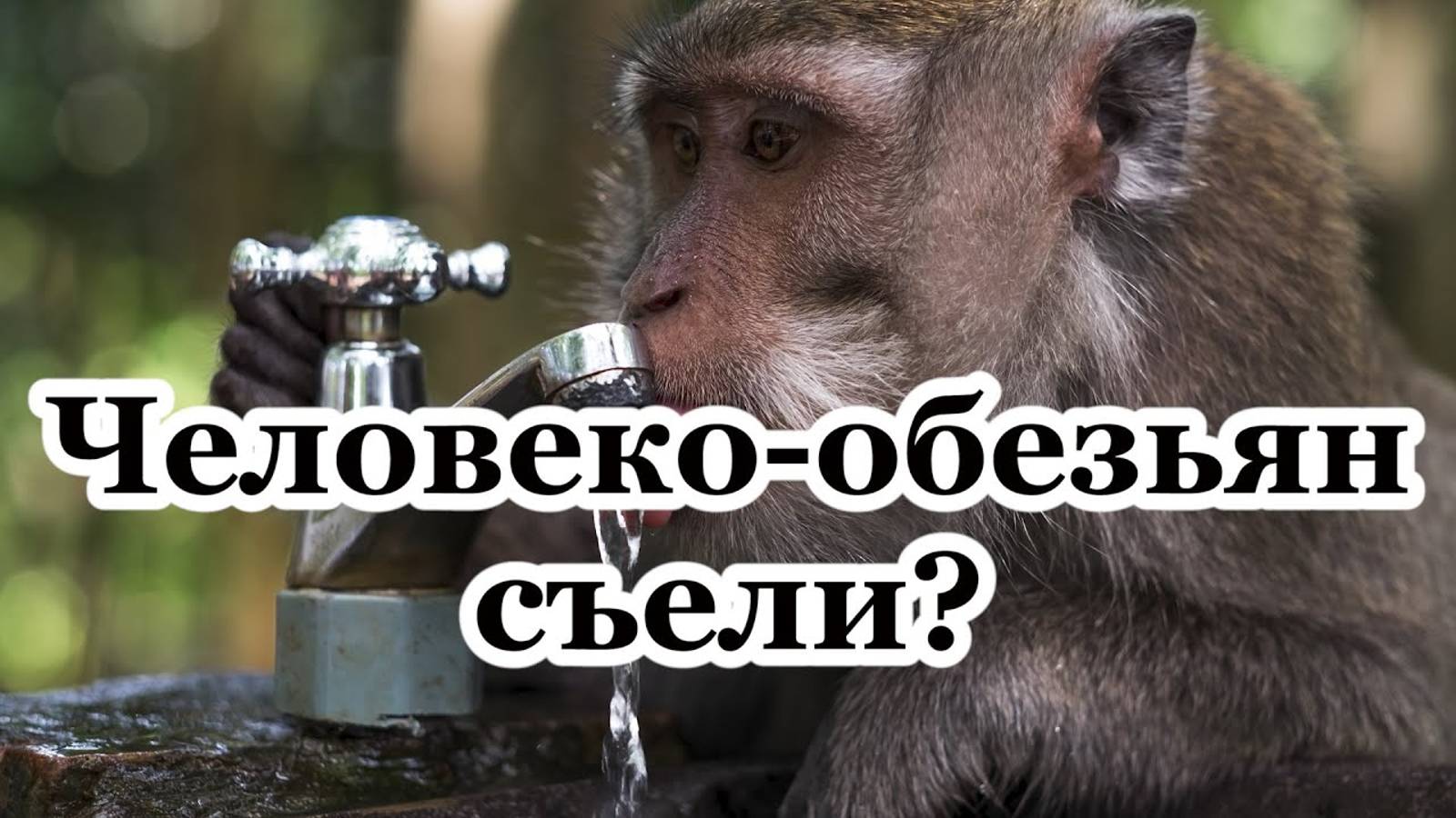 Переходные формы человеко-обезьян съели? смотреть онлайн