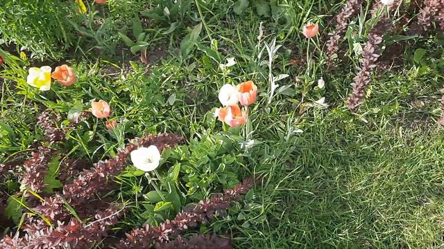 Поклонная гора, хорошая песня 👍 #весна #тюльпаны #прогулка смотреть онлайн