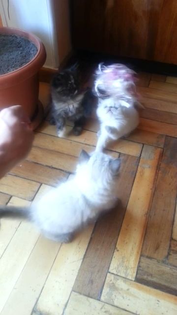 Персидские кошки смотреть онлайн