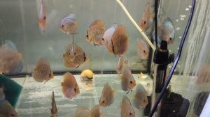 Разные Дискусы на продажу