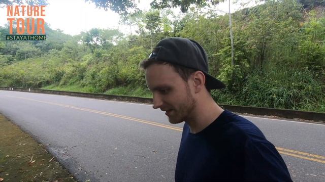 Tarantula Documentary - Psalmopoeus Emerald Tarantula in Colombia смотреть онлайн