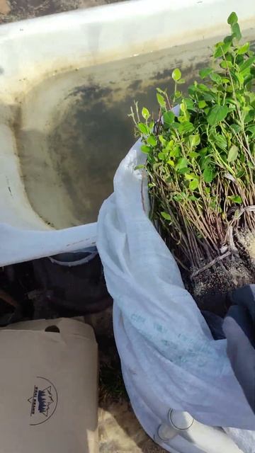 Прибыла посылка с саженцами Кизильника блестящего из г. Воронеж. Это подарок от моего друга. смотреть онлайн