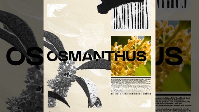 Osmanthus смотреть онлайн