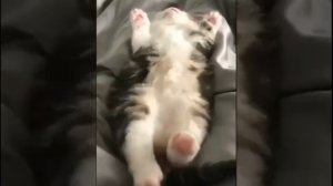 киса кисуня