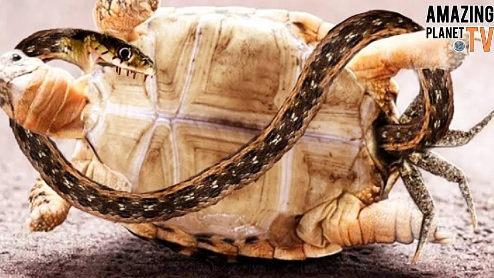 Эта черепаха нападает даже на львов и крокодилов!