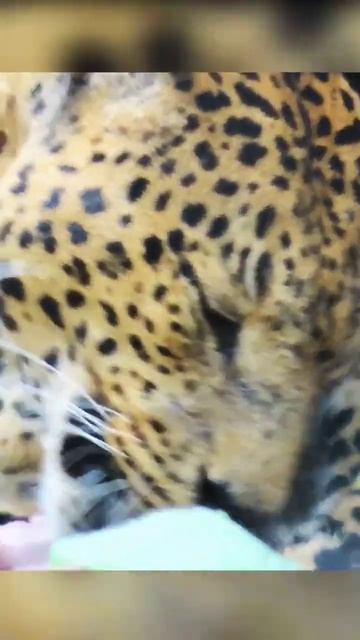 Leopard licking paws смотреть онлайн