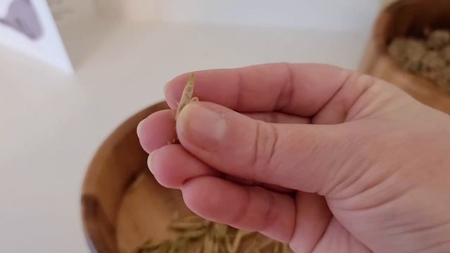 How To Save Seeds 🌱 Tomatoes, Flowers, Greens & more! смотреть онлайн