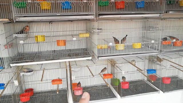 mejoras en mi aviario parejas ya formadas consejos de pasta de cría смотреть онлайн