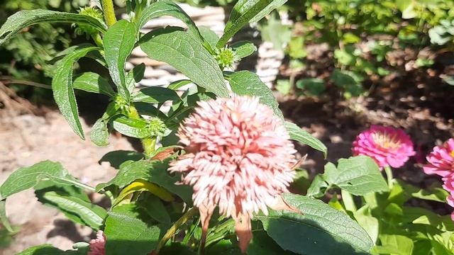 Jeżówka w ogrodzie 🌸 Jak przygotować jeżówki do zimy. Piękne odmiany jeżówek #ogród смотреть онлайн