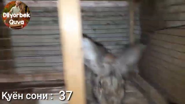 Quyon Boqish 9. Мини ферма ташкил этиш