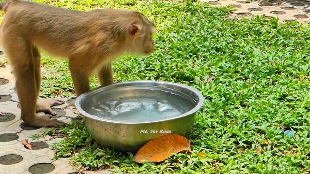 Monkey Leo get so jealous with Kenzo playing with his mama Libby смотреть онлайн
