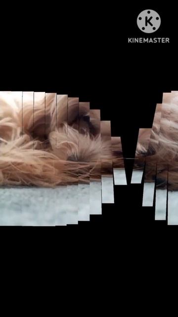 Видео с Афиной) Трогательное видео) смотреть онлайн