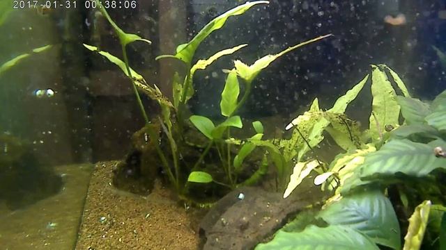 Vemico 4K Action Camera 16 MP riprese acquario смотреть онлайн