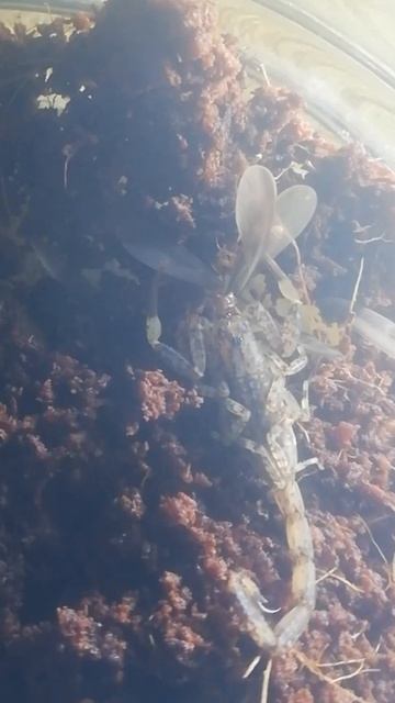 Feeding my Spotted Marble Scorpion #shorts смотреть онлайн