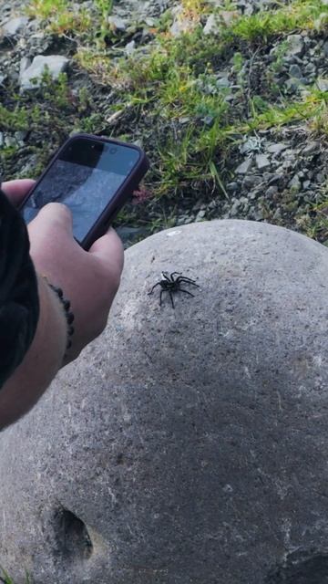 Tarantula Expedition To Peru - Day One #tarantula #spider #peru