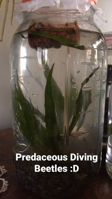 My Predaceous Diving Beetles and Giant Black Scavenging Beetles! - Will Aivil смотреть онлайн