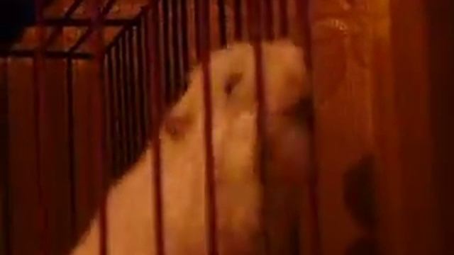 хомяки.ru круто смотреть онлайн