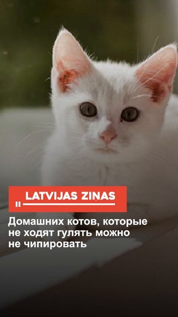 Домашних котов, которые не ходят гулять можно не чипировать смотреть онлайн