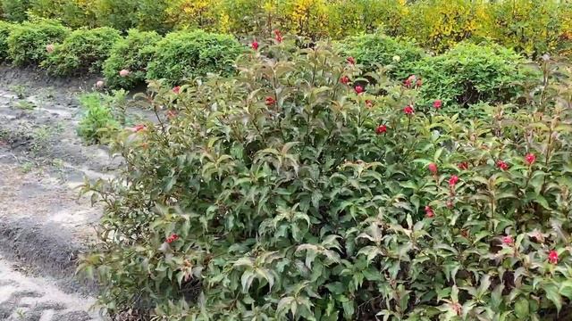 Sonic Bloom Red Weigela | Garden Crossings смотреть онлайн