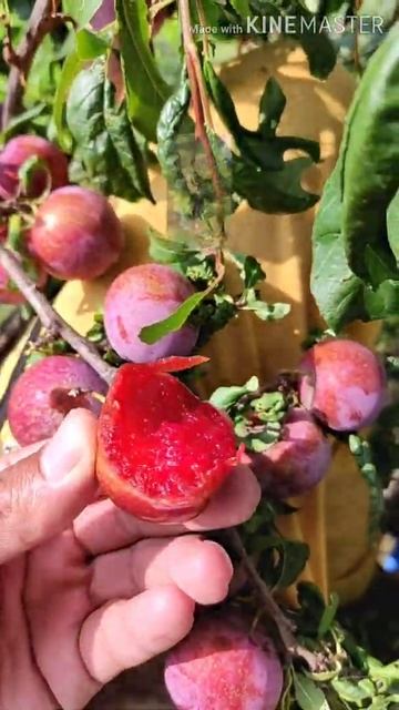 Plum Like Grapes।। Eating #fruit #shorts смотреть онлайн