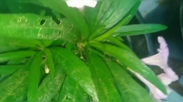 Mexican petunia plant| Garden Gurus. смотреть онлайн