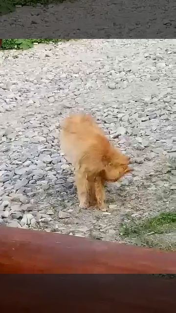 Кот-акула смотреть онлайн