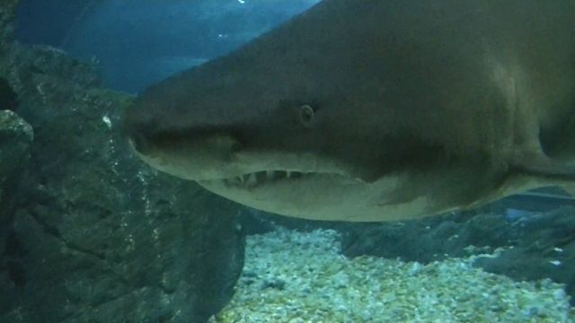 Акулы в океанариуме Бангкока!!. смотреть онлайн