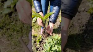 Как выглядят саженцы хосты в нашем питомнике весной (по сортам) - часть 3-2