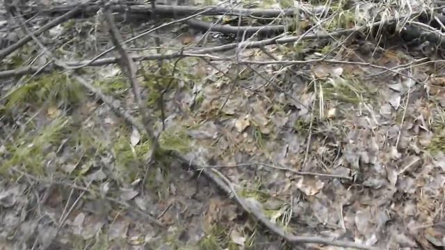 По медвежьим следам Учет медведя весна 21г смотреть онлайн