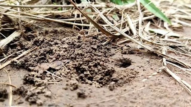 Parasitic Wasp смотреть онлайн