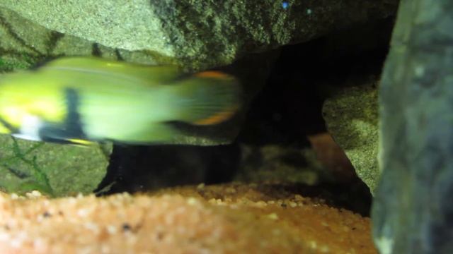 Wild Caught Apistogramma Panduro Female in Spawning Cave смотреть онлайн
