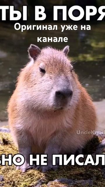 #мем #барбоскины #капибара