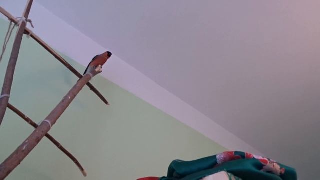 Грустный снегирик вспомнил что он птица смотреть онлайн