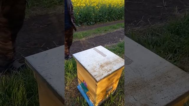 как быстро зделать воспиталку