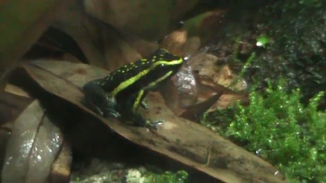 Male Ameerega bassleri calling смотреть онлайн