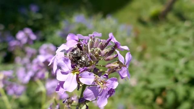2 zottige Rosenkäfer смотреть онлайн