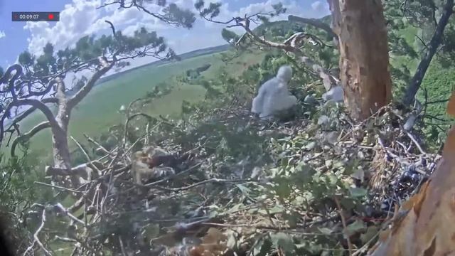 16.06.2021 14:05 Алтын прилетел. Забрал птицу и улетел. Вернулся с ней же. смотреть онлайн