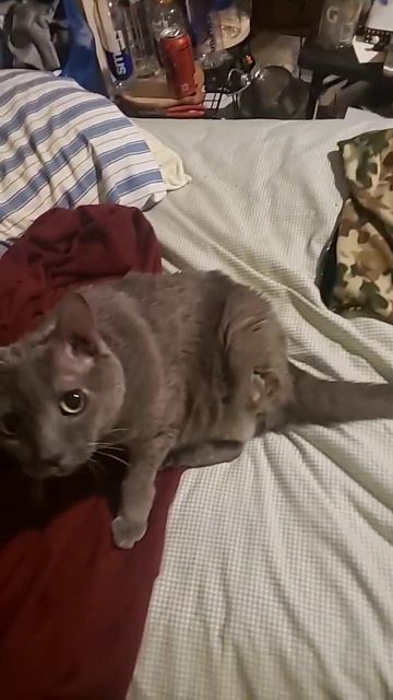 moxie ain't got no legs. she's got a lucky rabbit's foot. #lucky #moxie #cats #tripod #5 #23 #11 #2 смотреть онлайн