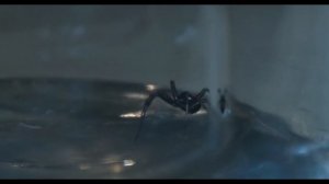 Новый фильм ужасов про пауков, который стоит посмотреть. Не полный краткий пересказ фильма.