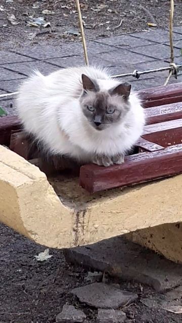 #shorts #скореебы_котята_появились скучно сиамская кошка #cat смотреть онлайн