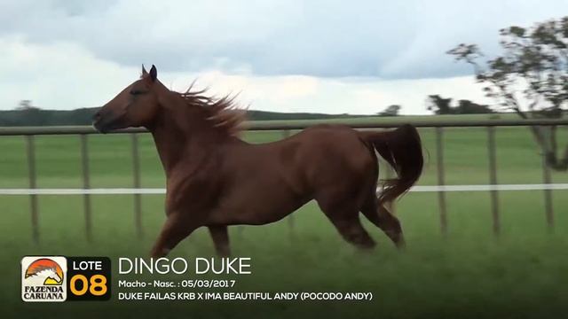 LOTE 08 - DINGO DUKE смотреть онлайн
