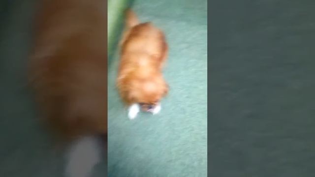 Jessica is our beast.(Наш зверь). Thanks for watching ! смотреть онлайн