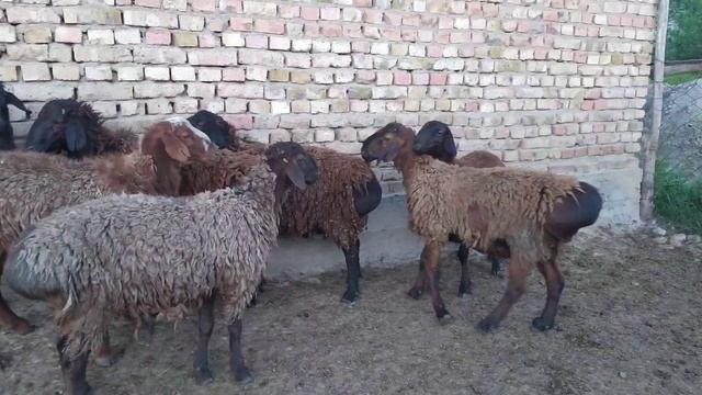 7баш козу кочкор сатылат лейлекте смотреть онлайн