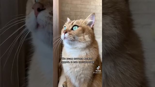 зачем котику усы? #cats смотреть онлайн