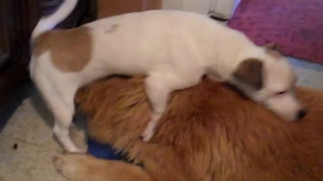 Small Dog Humps Big Dog's Face смотреть онлайн