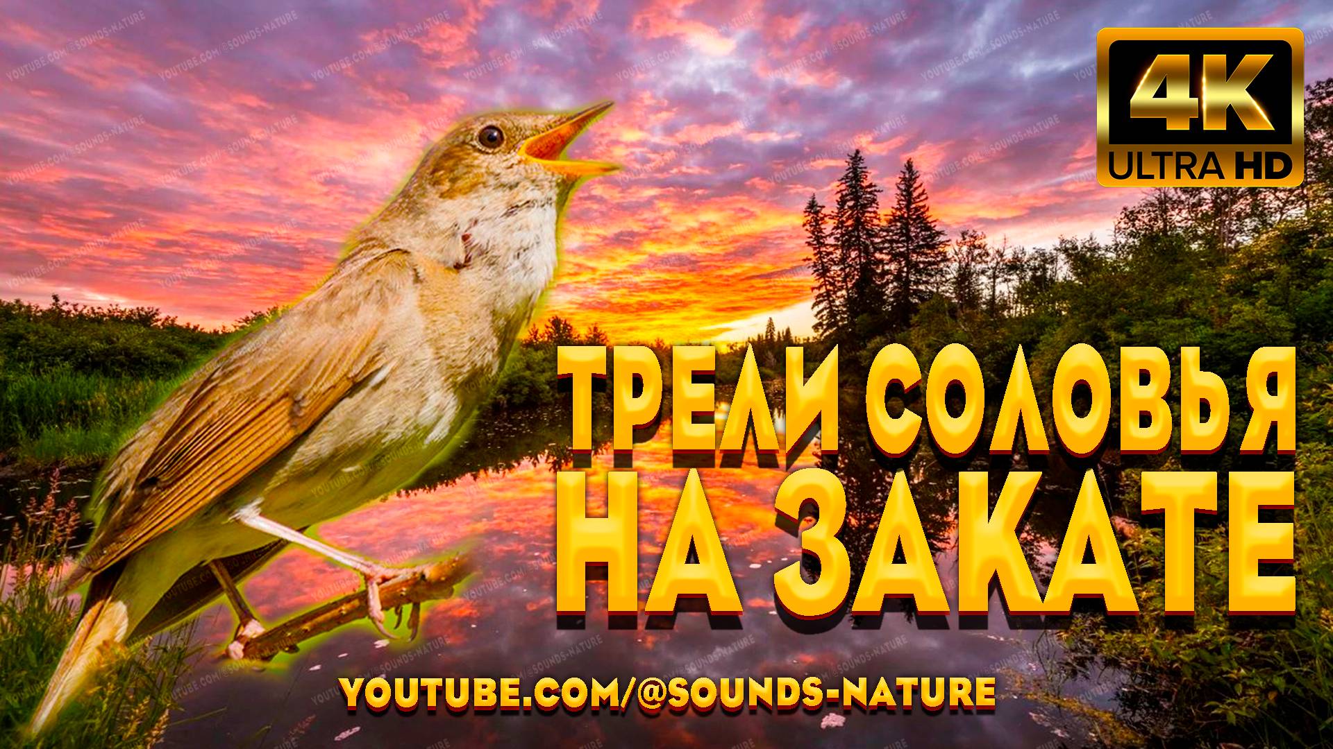 Трели Соловья На Закате Успокоят Нервную Систему, А Пение Кукушки Подарит Крепкий И Здоровый Сон.